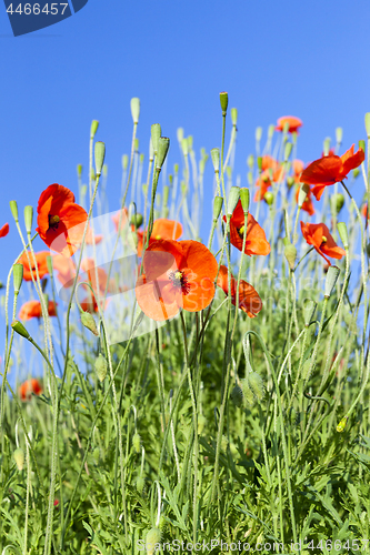 Image of Red Poppy in the field