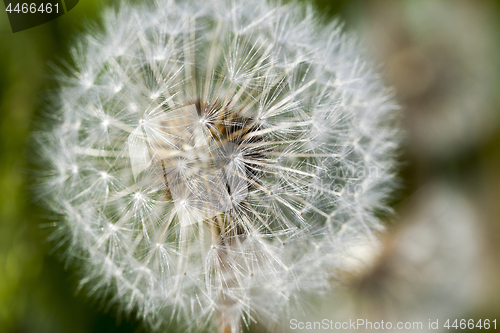 Image of White dandelions in the field