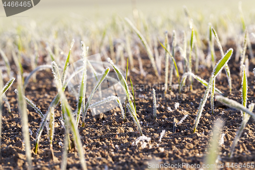 Image of grass in the frost