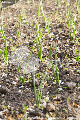 Image of green sprouts of onions