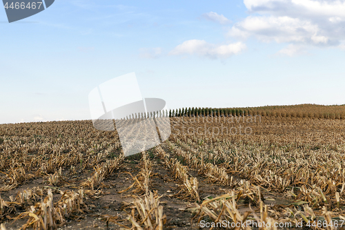 Image of harvested mature corn