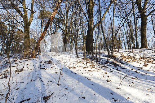 Image of Forest in winter