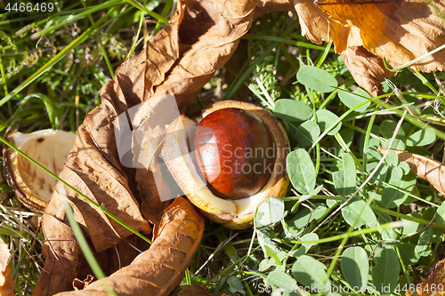 Image of ripe fruit chestnut