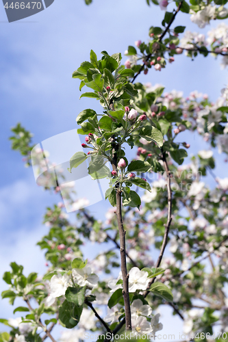 Image of White apple flowers in May