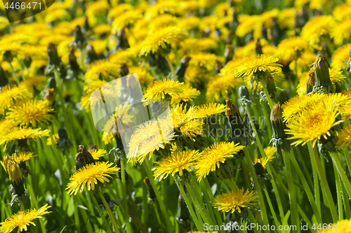 Image of yellow dandelions in spring