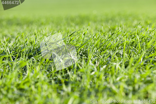 Image of young grass plants, close-up