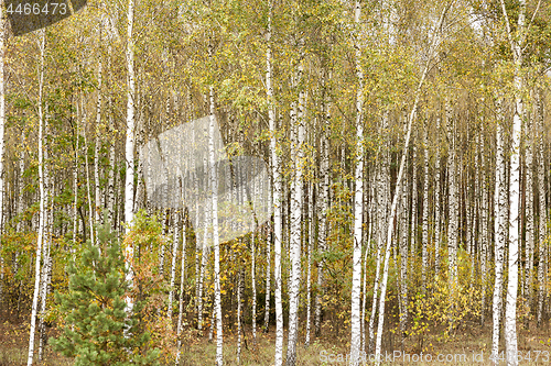 Image of green birch leaves