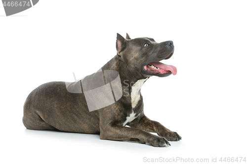 Image of Beautiful amstaff dog