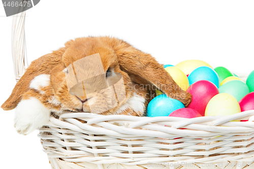 Image of Beautiful domestic rabbit in basket with eggs