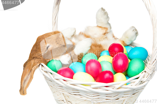 Image of Beautiful domestic rabbit in basket with eggs