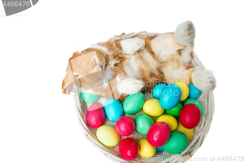 Image of Beautiful domestic rabbit in basket with eggs