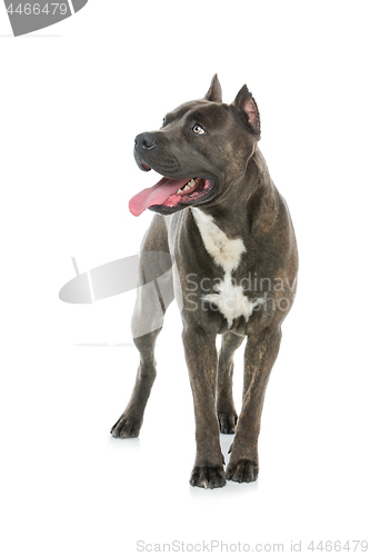 Image of Beautiful amstaff dog