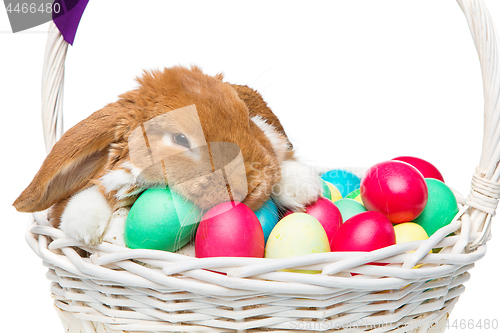 Image of Beautiful domestic rabbit in basket with eggs