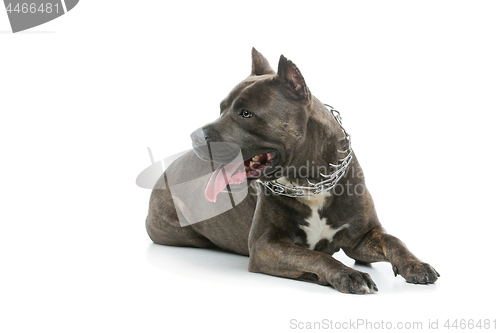 Image of Beautiful amstaff dog