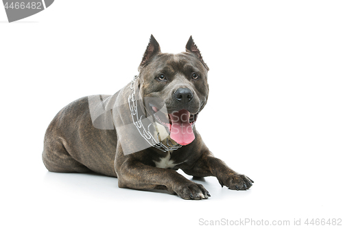 Image of Beautiful amstaff dog