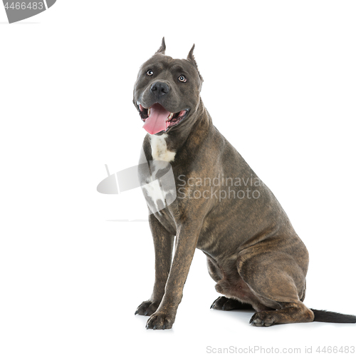 Image of Beautiful amstaff dog