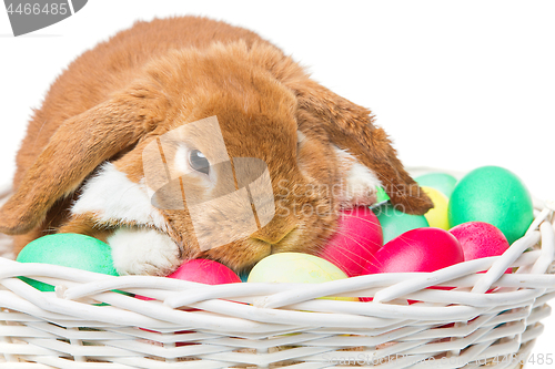 Image of Beautiful domestic rabbit in basket with eggs