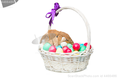 Image of Beautiful domestic rabbit in basket with eggs