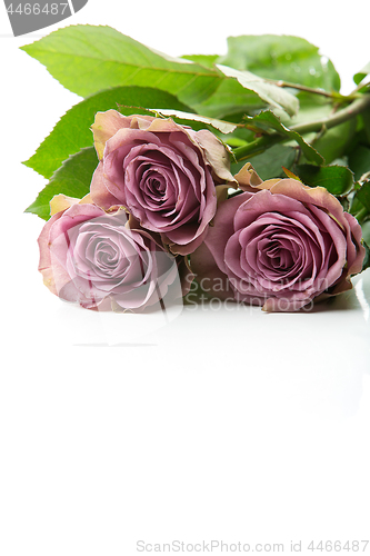 Image of Beautiful tea rose flowers