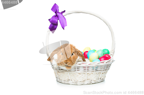 Image of Beautiful domestic rabbit in basket with eggs