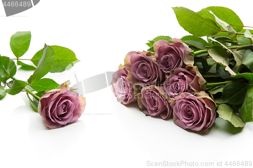 Image of Beautiful tea rose flowers