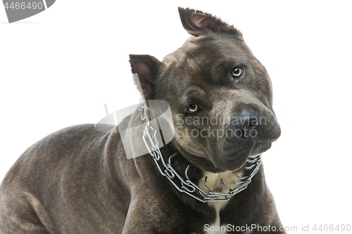 Image of Beautiful amstaff dog