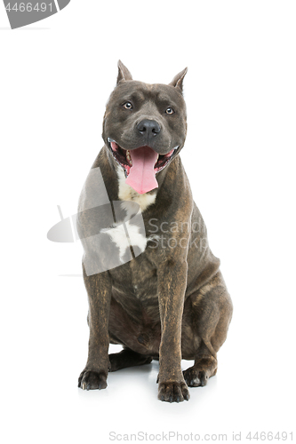 Image of Beautiful amstaff dog