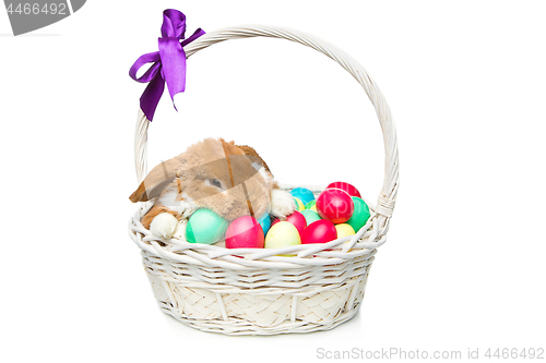 Image of Beautiful domestic rabbit in basket with eggs