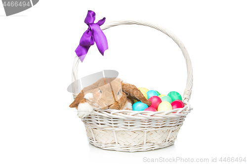 Image of Beautiful domestic rabbit in basket with eggs