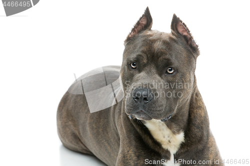 Image of Beautiful amstaff dog