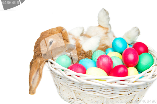 Image of Beautiful domestic rabbit in basket with eggs