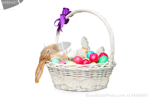 Image of Beautiful domestic rabbit in basket with eggs