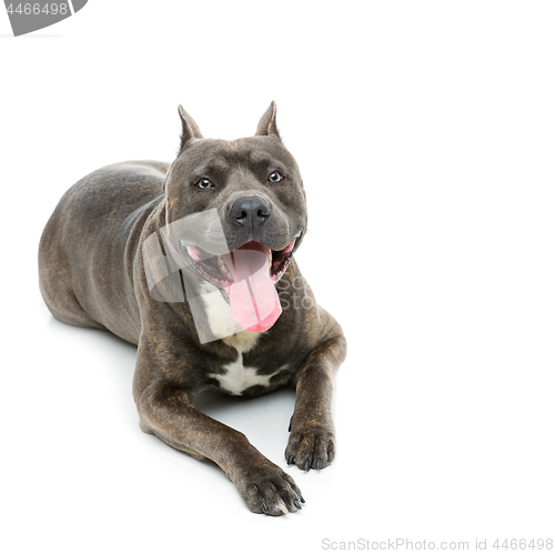 Image of Beautiful amstaff dog