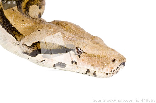 Image of Head of a Boa