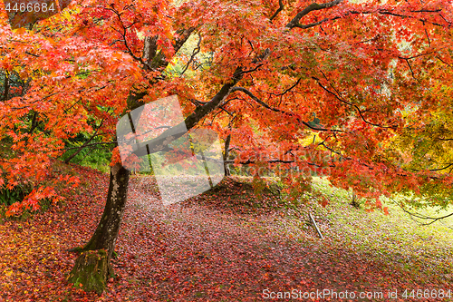 Image of Maple tree