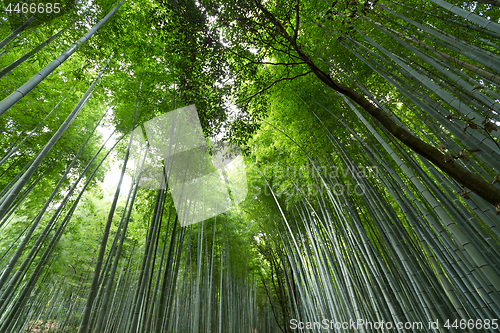 Image of Bamboo forest