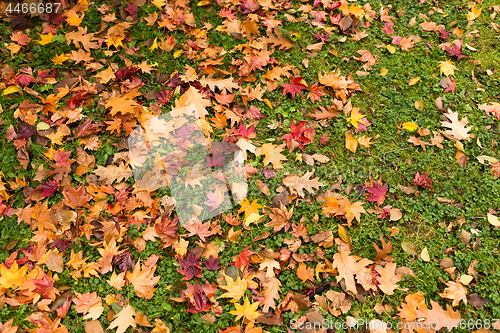 Image of Maple leaves on the ground