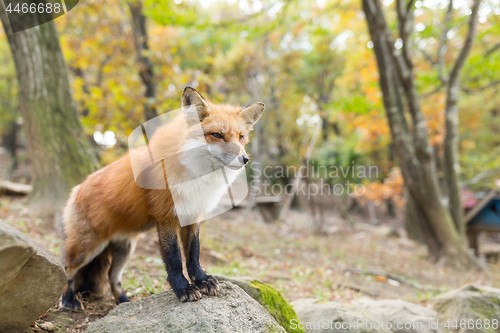 Image of Cute Fox