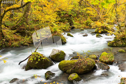 Image of Japanese Oirase Mountain Stream