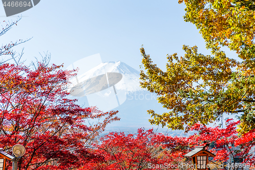 Image of Mountain Fuji and maple tree