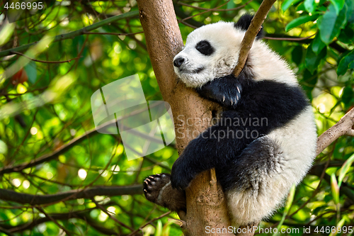 Image of Giant panda bear in China