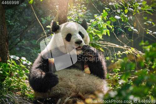 Image of Giant panda bear in China