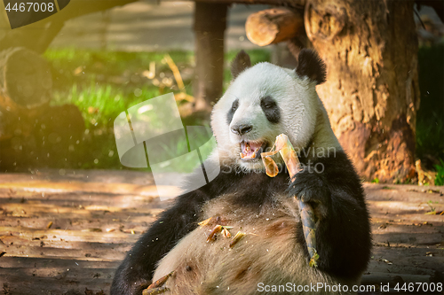 Image of Giant panda bear in China