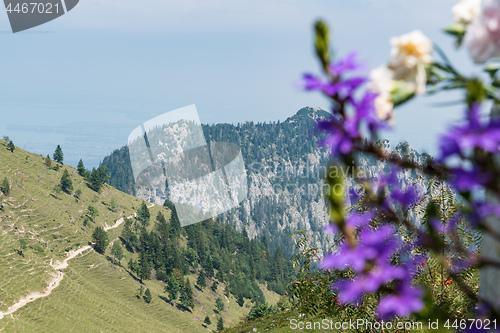 Image of Flowers on Kampenwand