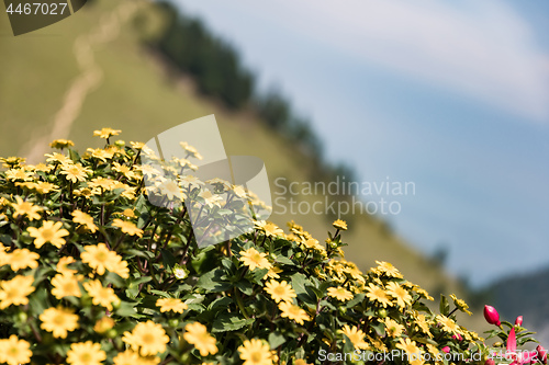 Image of Flowers on Kampenwand