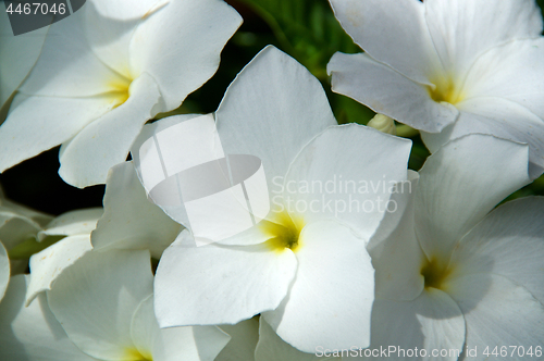 Image of Close up of bouquet white frangipani flowers