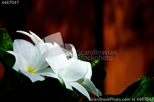 Image of Close up of white frangipani spa flowers