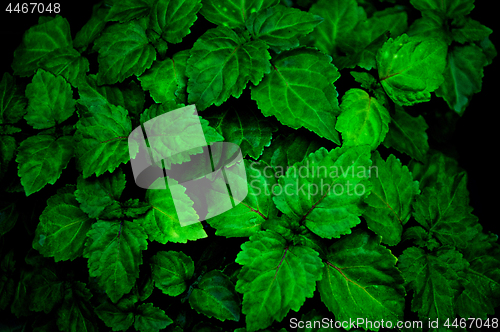 Image of dark detailed wet patchouli plant