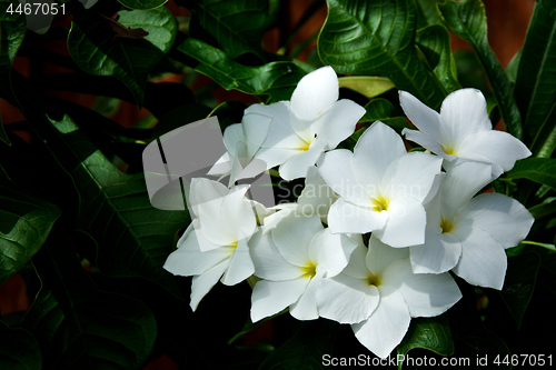 Image of outdoor bouquet of white frangipani spa flowers