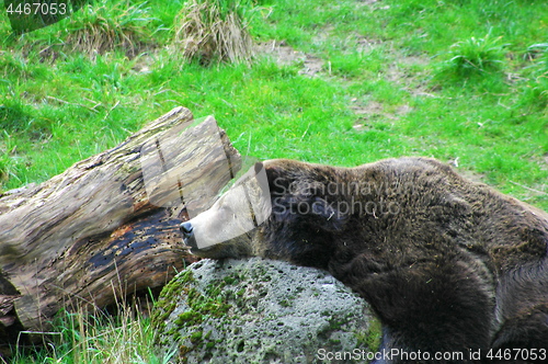 Image of Bear sleeping on rock outdoors.